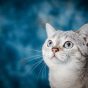 读者「硬盘里的猫」的头像，室内暖光下抱猫的半身照