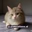 读者 猫不吃鱼 的头像